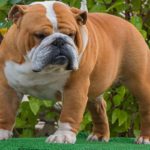 Hipotiroidismo Canino