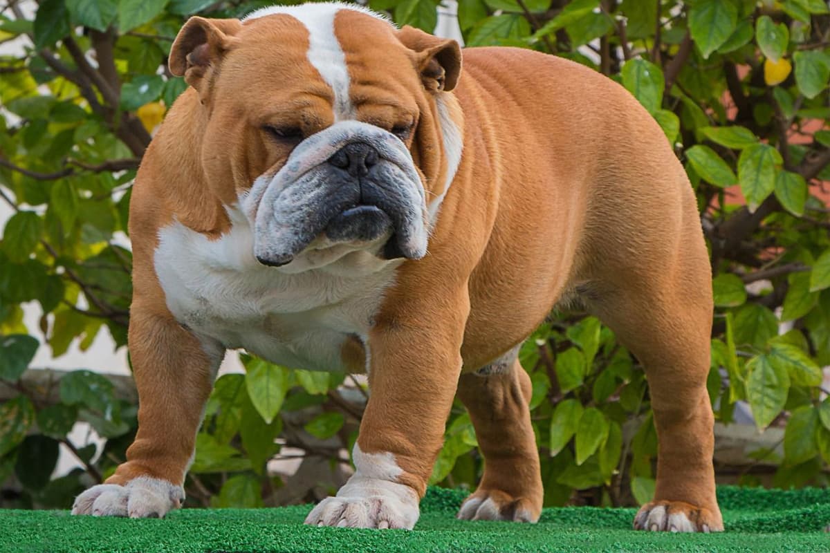 Hipotirodismo canino