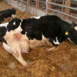 La fiebre de la leche