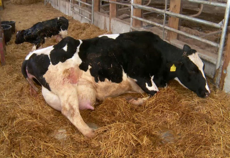Fiebre de la leche: Hipocalcemia puerperal en bovinos