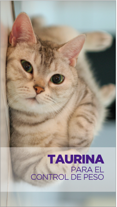 La taurina es un aminoácido