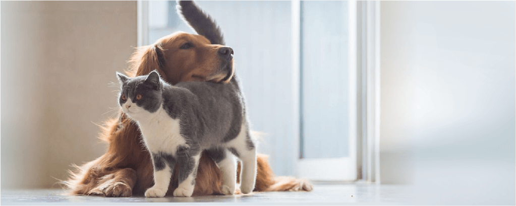 alimento para perros